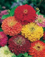 Tamransh Aapkidukan Zinnia Lilliput Mixed Seed, 100 Seeds