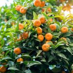 Cloud Farm Nagpur Mandarin Orange All Time Variety Grafted Santra Fruit Healthy Plants & Tree(1-1.5 Ft Size) CF_600