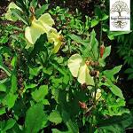 Kapebonavista Mushkdana Jangli bhindi Safed Lata Kasturi Kasturi-Dana White Lata Kasturi Muskdana Musk Mallow Ambrette Hibiscus Abelmoschus Living Plant in Poly Bag