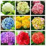 NooElec Seeds India - 35+ Seeds- Exotic Hydrangea Mixed Flower Seeds Trial Pack