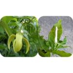 CooPany Combo Fragrance Flower Plant Ram Jasmine / Needle Jasmine And / Manoranjitham Pack Of 2 Healthy Live Plants With Safe & Secure Packing