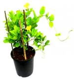 Studio Seed Allamanda Creeper