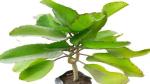 Platone Bryophyllum Pinnatum/Patharchatta Plant Natural Bryophyllum Pinnatum/Patharchatta live Plant (pack of 1)