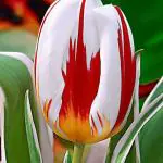 PARYAVARAAN Tulip 
