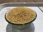 FOXTAIL MILLET