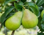 Online Plant Bazar Yellow Pear Nashpati Fruit Live Plant