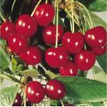 Cloud Farm CHERRY PLANT (PACK OF 2) GRAFTED- Fruit Tree - Healthy Outdoor Garden Plant,CF_08