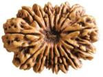 Shivoham 14 Mukhi Certified Nepali Rudraksha Wooden Yantra