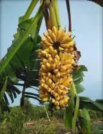 Cloud Farm Hybrid Banana Plant - 150 mm CF003