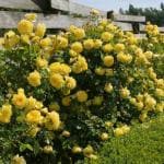 Cloud Farm 'Lady Banks' Yellow Rose Flower Plant 1 Grafted Rose Healthy Plant CF_1223