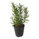 HN Organics Rosemary Plant With Black Nursery Pot