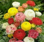 PARYAVARAAN Ranunculus Spring Mix Color Flowers Pack of 2 Bulbs for Your Beautiful Garden.By PARYAVARAAN