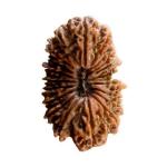 Feel Touch Mart 21 Mukhi Rudraksha Nepal Beads with Lab Certified Natural Ekkis Mukhi Awesome Silver Pendant 28.10mm Brown Bead Nepali Twenty One Face