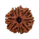 Feel Touch Mart Beech Lab Certified 8 Mukhi Nepali Rudraksha (Brown)