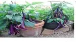 PLATONE brinjal seed::bangan seed::plant seed::vegitable seed(Pack Of1)