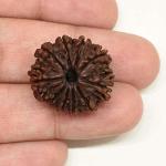 Feel Touch Mart 10 Muhki Awesome & Original Nepal Rudraksha Beads by Lab Certified
