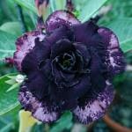 Cloud Farm Bonsai Air Layered Adenium/Desert Roses Healthy Flower Plant,1 Healthy Decorative Flowering Plant, 1Ft Height for Home Garden CF_176