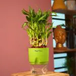 Hug A Plant 3 Layer Lucky Bamboo - Live Plant (With Self-Watering Pot & Plant) (Color: Green)