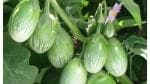 PARYAVARAAN Brinjal Green Round Vegetable Seeds For Summer Season Home Gardening Pack of 20 Seeds