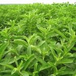 Plantzoin Sweet leaf Stevia Stevia rebaudiana Live Plant