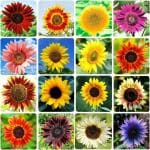 Nooelec Seeds India 200+ Seeds- Sunflower Seeds for Planting Heirloom Non-GMO, Bulk Package of 15 Varieties Mix Seeds - Garden Pack