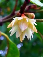 ONLINE PLANT BAZAR SPANISH CHERRY/BAKUL FLOWER PLANT(PACK OF-1)