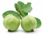 ONLINE PLANT BAZAR ALL TIME THAI SUPER 10 GUAVA PLANT(PACK OF-1)