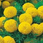 Tamransh Marigold Seed, 80 Seeds