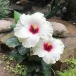Online Plant Bazar White Hibiscus Gudhal Live Plant