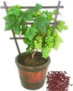 Cloud Farm Air Layered Grapes Angoor Healthy Plant [CF533]