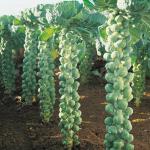 XOLDA Brussels Sprouts Seed (10 per packet)