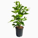 HN Organics Mogra/ Jasmine Plant (All Season Flower Hybrid) (Big Pot)