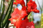 Cloud Farm Hybrid Gladiolus Sword Lily Plant - 200 mm CF_A262
