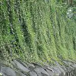 ADITYA GREEN PLANTS AGP Green Curtain Creeper Parda Bel Live Plant
