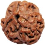 Shivoham Wooden 3 Mukhi Nepal Rudraksha