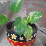 Cloud Farm Money Plant CF[00121]