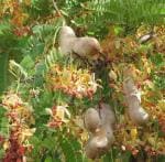 Cloud Farm Hybrid Thai Sweet Tamarind Plant - 200 mm CF42