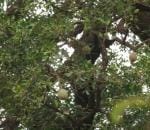 Plantzoin Curd fruit Kaith Limonia acidissima Kaitha Live Plant