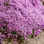 NooElec Seeds India 50+ Seeds- Creeping Thyme Seeds - Ground Cover Plant Seeds- Home Garden Seeds