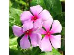 Odiplantz Rosy periwinkle (Color-Pink) Live Plant