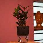 Hug A Plant Zamioculcas Raven / Black ZZ Plant (Zamioculcas zamiifolia)- Live Plant (With Self-Watering Pot & Plant) (Home & Garden) (Color: Black)