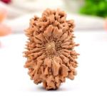 Feel Touch Mart 17 Mukhi Seventeen Face Rudra Blessing Nepal Rudraksha with Silver Pendent by Lab Certified