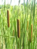 Plantzoin Broadleaf cattail Bulrush Typha latifolia Live Plant
