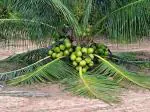 Online Plant Bazar Green Hybrid Coconut Live Plant-02B