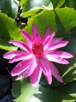Indian Gardens Water Lily Live Plant Pink
