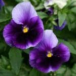 Tamransh Nurseryserve Pansy F1 Beconsfield Seed, 35 Seeds
