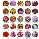 Afflorance Organic Gardening Readymade Flower Seeds (Pack of 30)