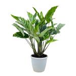 Hug A Plant Calathea Freddie / Peacock Plant- Live Plant (Home & Graden)