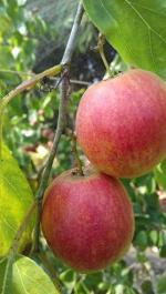 Zomoloco Ber Apple PlantKul PlantKashmiri Red Apple Ber Plant [v11]