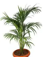 ORETIC Air Purifying Nasa Recommended Chamaedorea Palm Plant In Black Pot For Home